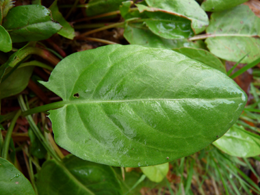 Grandes feuilles alternes et pétiolées ressemblant parfois à des flèches. Agrandir dans une nouvelle fenêtre (ou onglet)